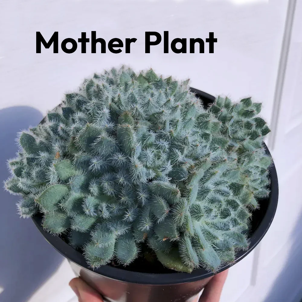 Echeveria Setosa Var Minor Succulent