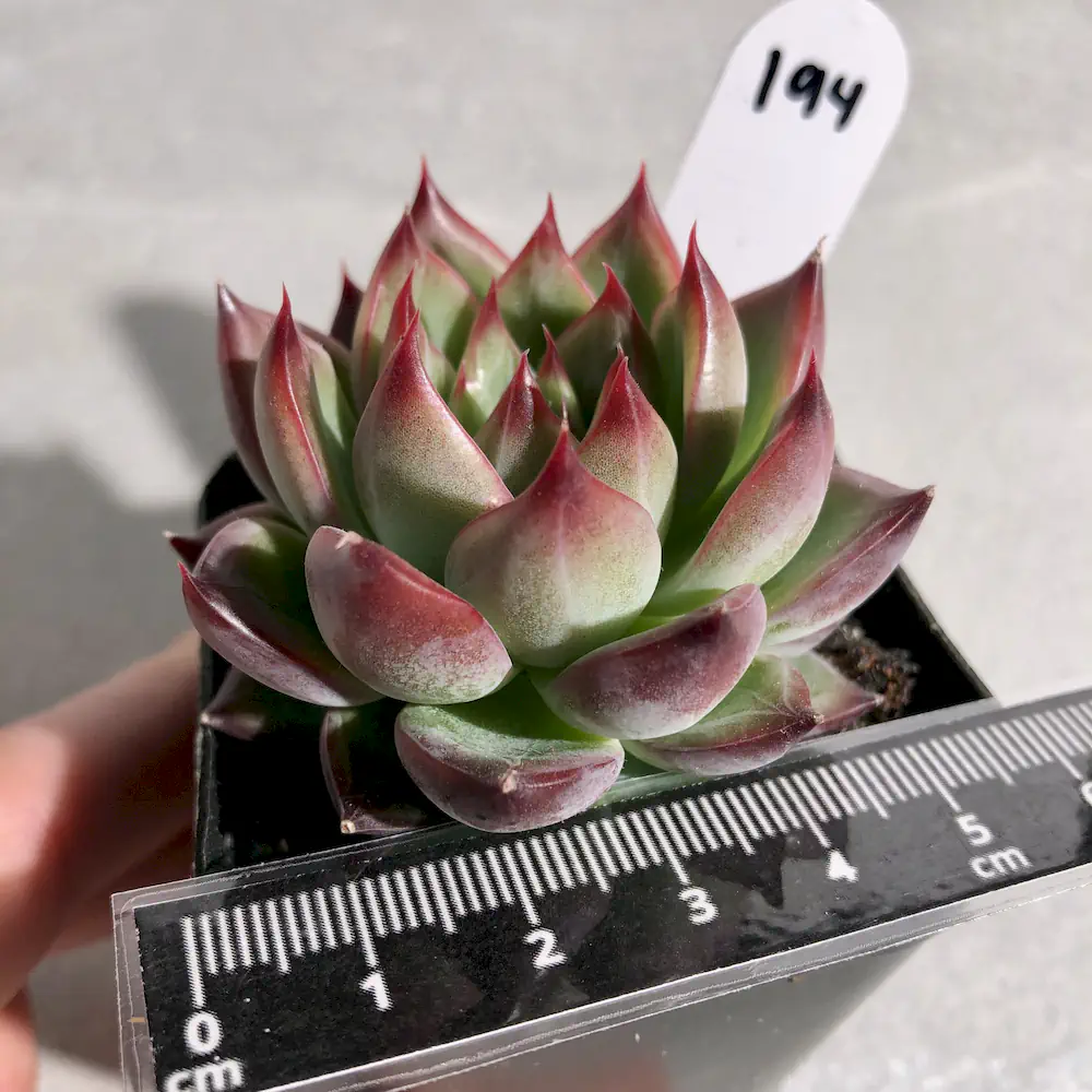 Echeveria Fire Pillar