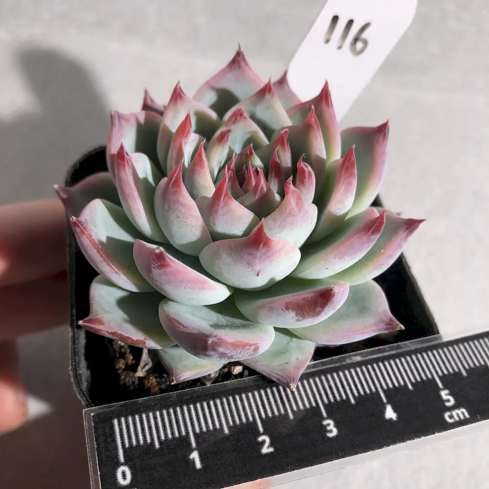 Echeveria Momotarou