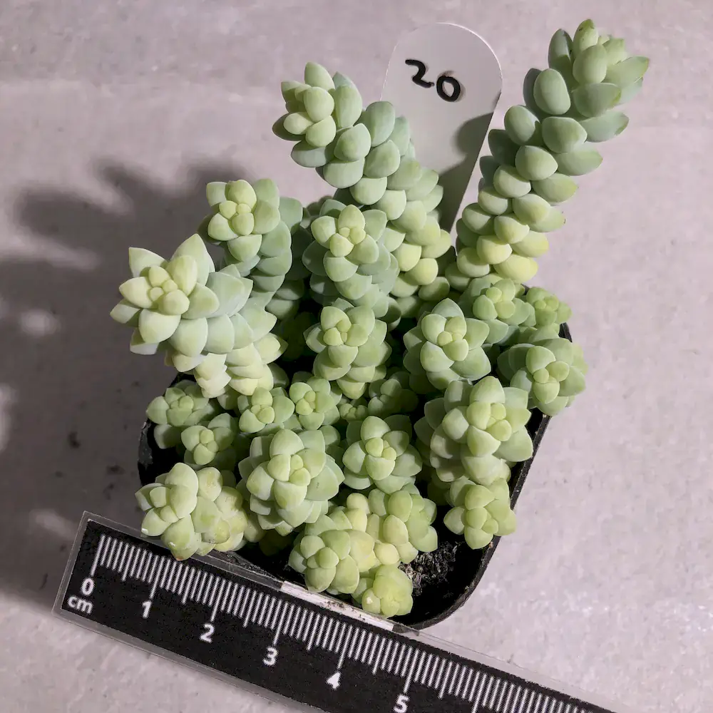 Sedum Burrito - Baby Donkey Tail
