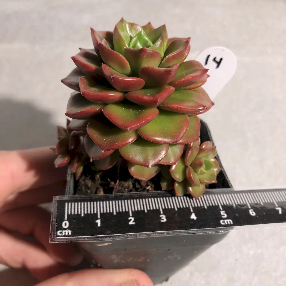 Sedeveria Letizia