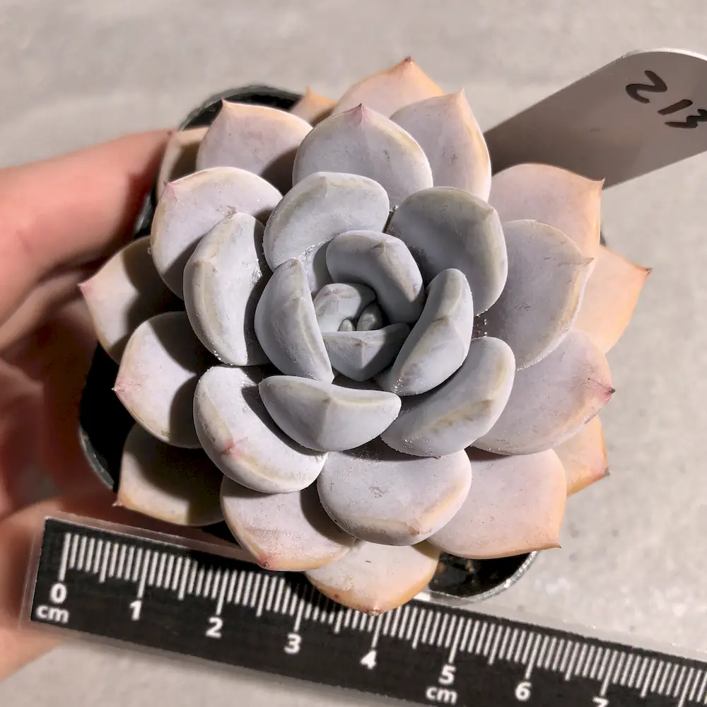 Echeveria Asante Sana
