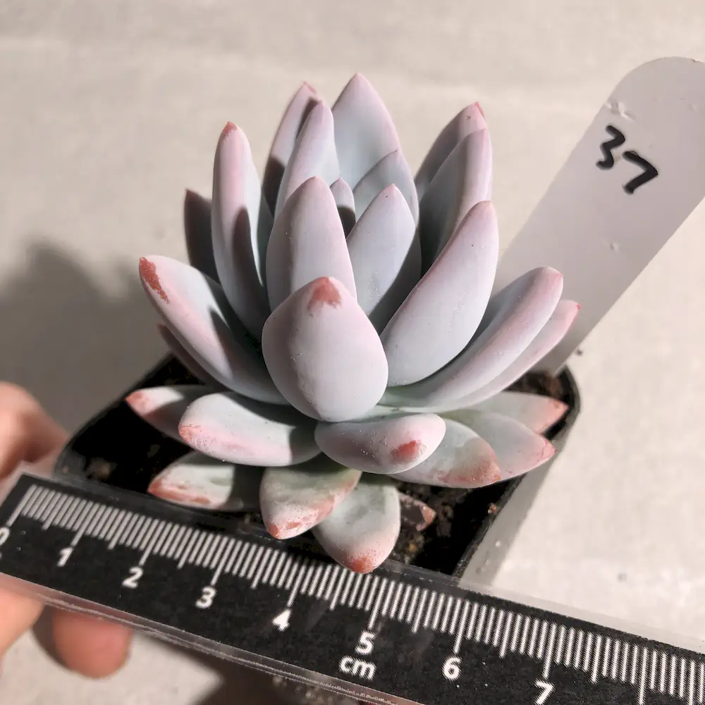 Pachyveria Simonoasa 'Powder Puff'