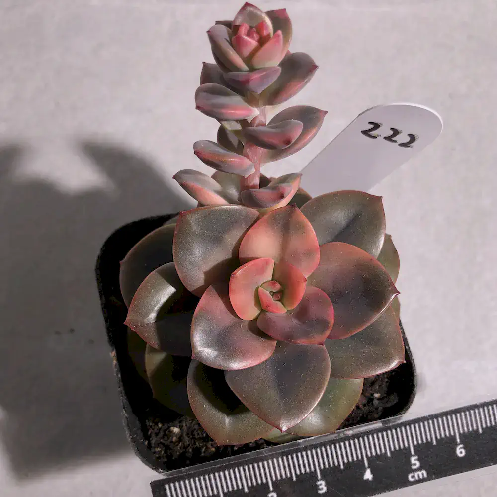 Echeveria Chroma