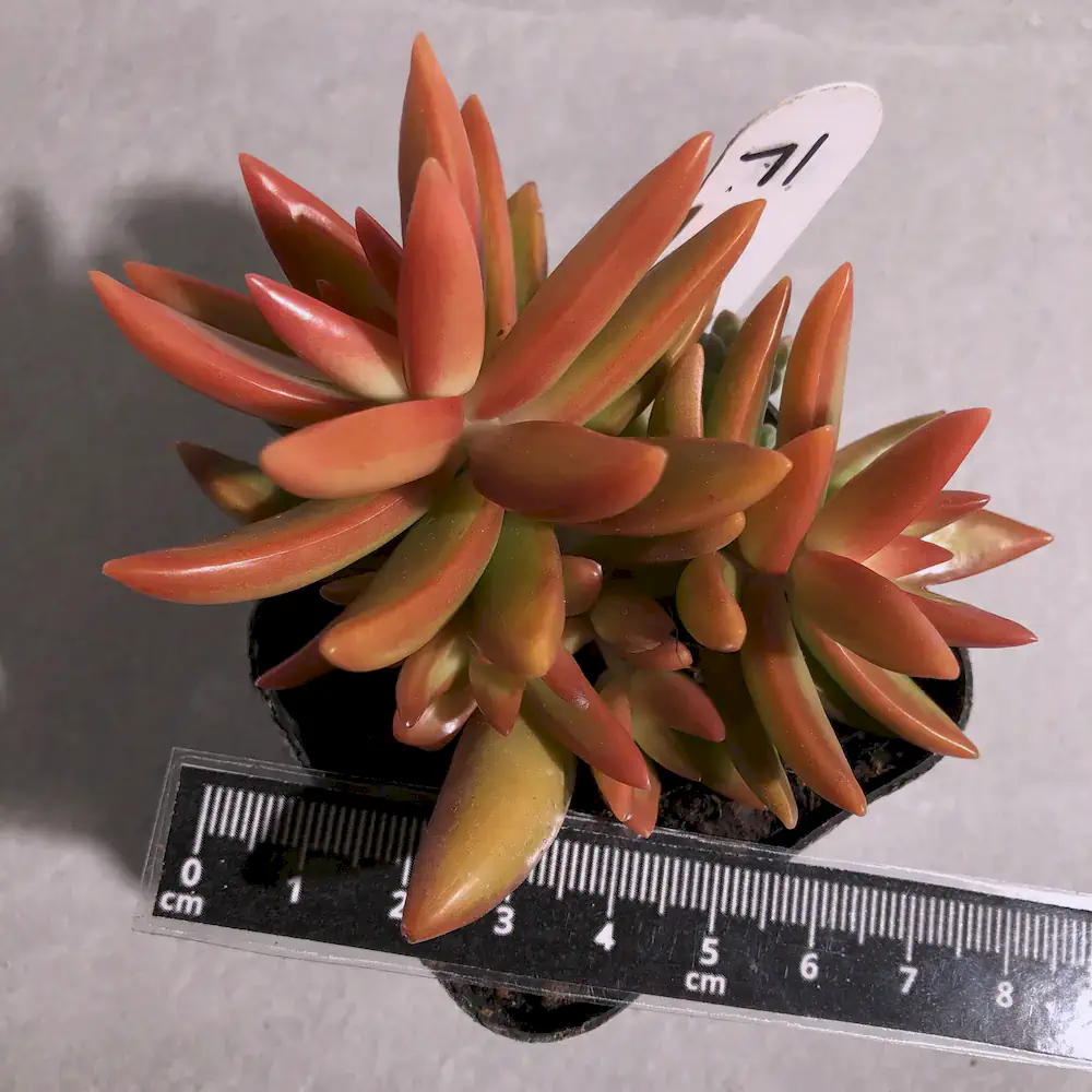 Sedum Adolphi