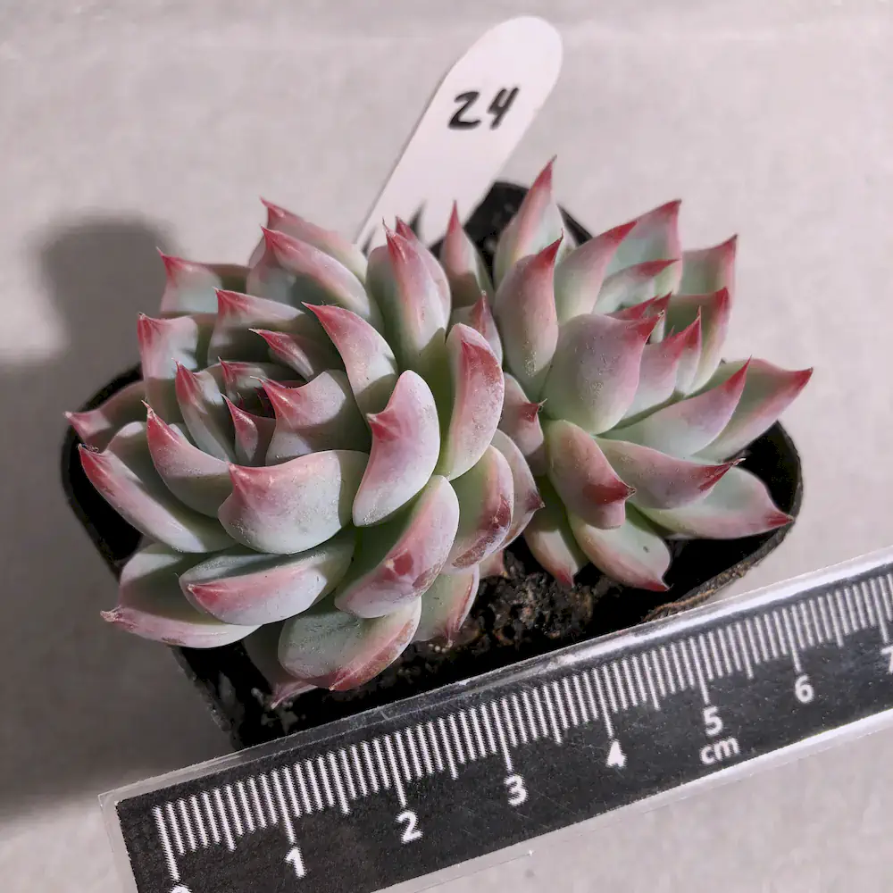 Echeveria Momotarou