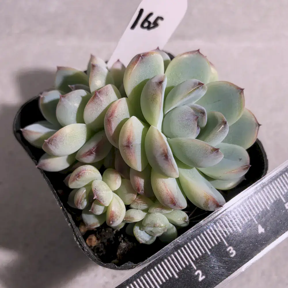 Echeveria Ice Orchid