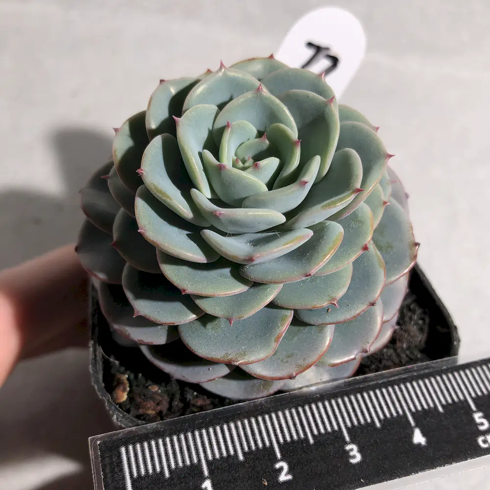 Echeveria Galaxy Blue
