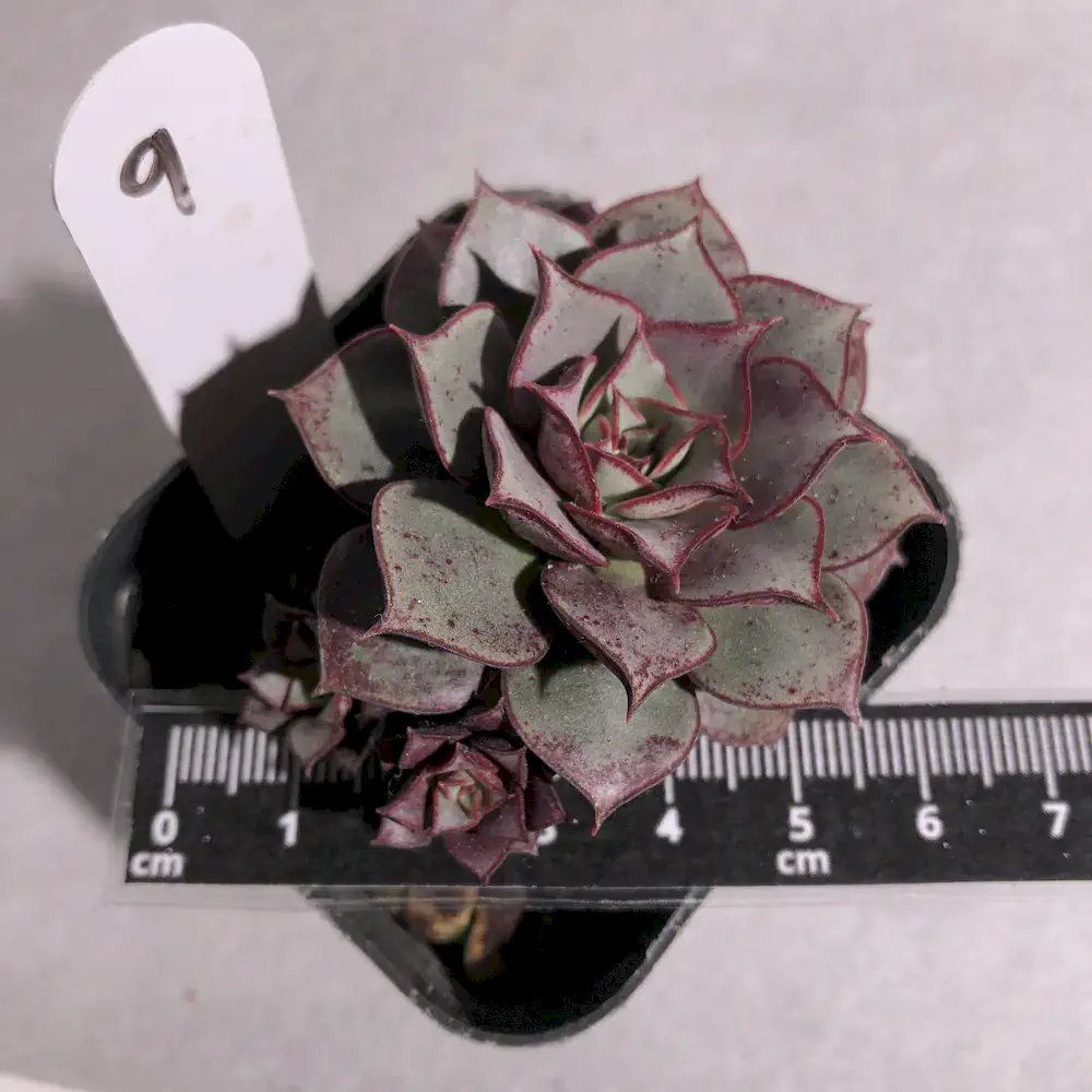 Echeveria Longissima Var. Aztatlensis
