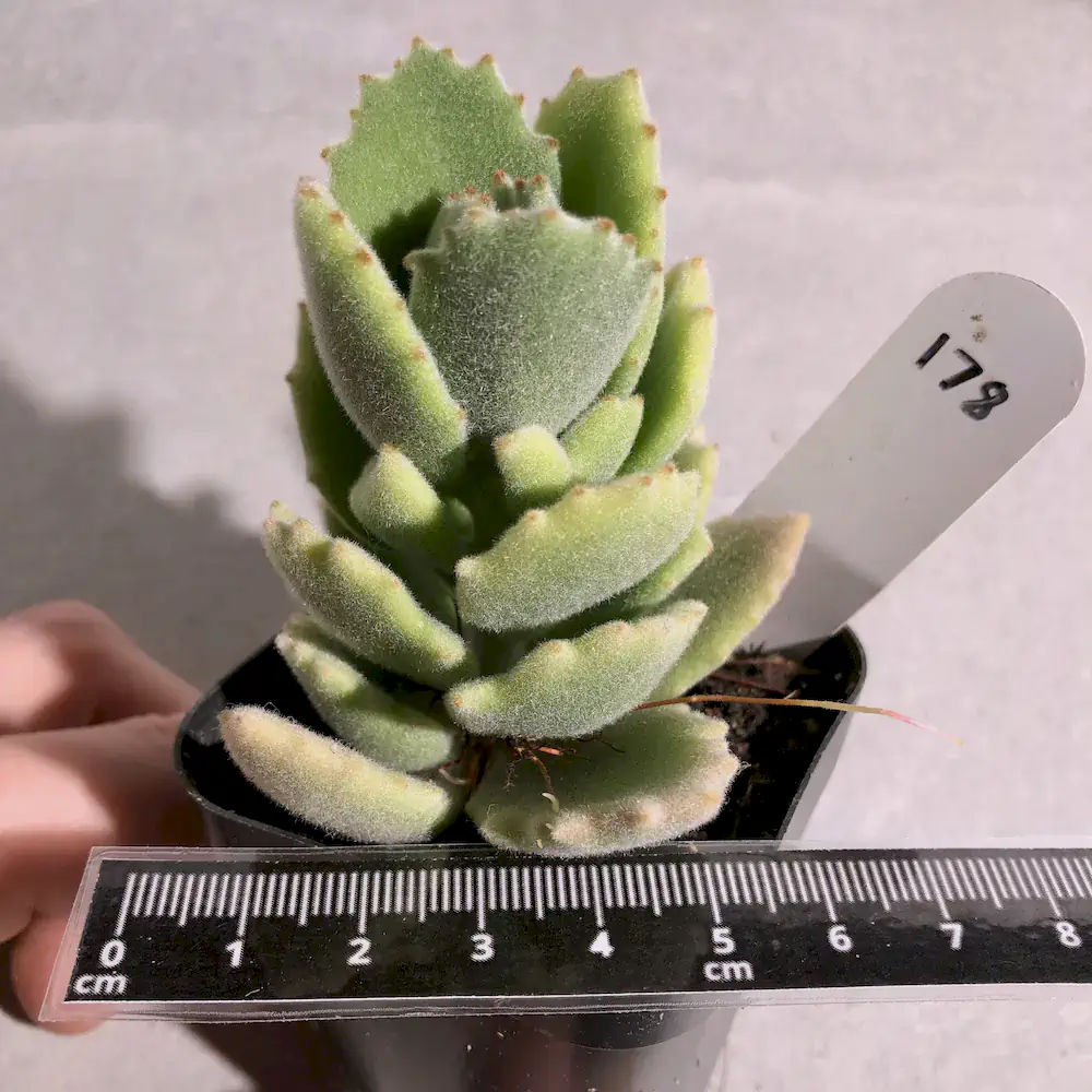 Kalanchoe Millotii - Velvet Soft Leaf