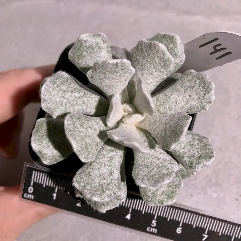 Caputia Scaposa Var. Addoensis