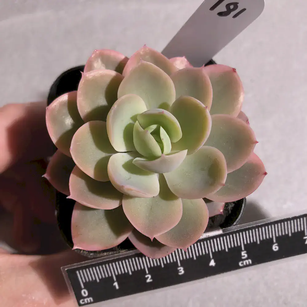 Echeveria Pink Bella Variegated