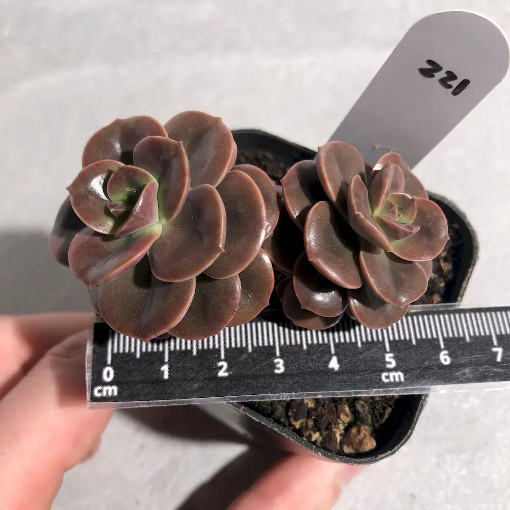 Echeveria Melaco