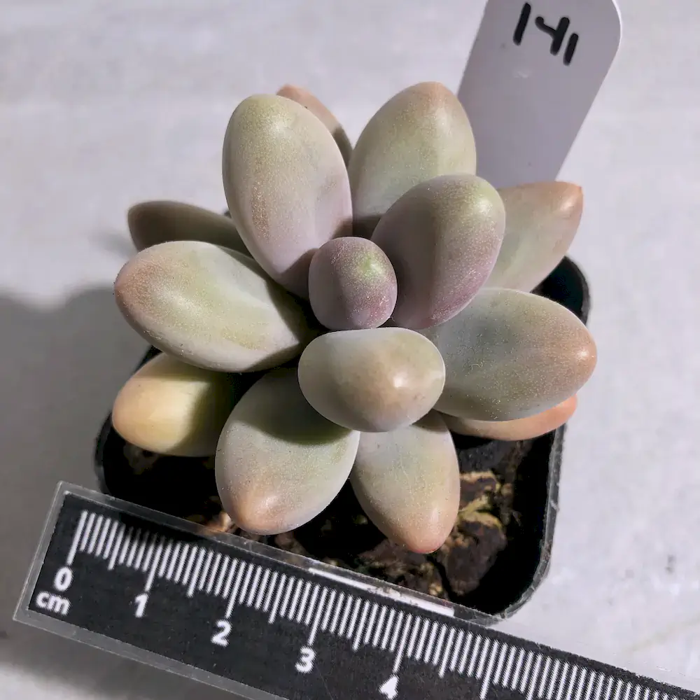 Pachyphytum Fittkaui Moran