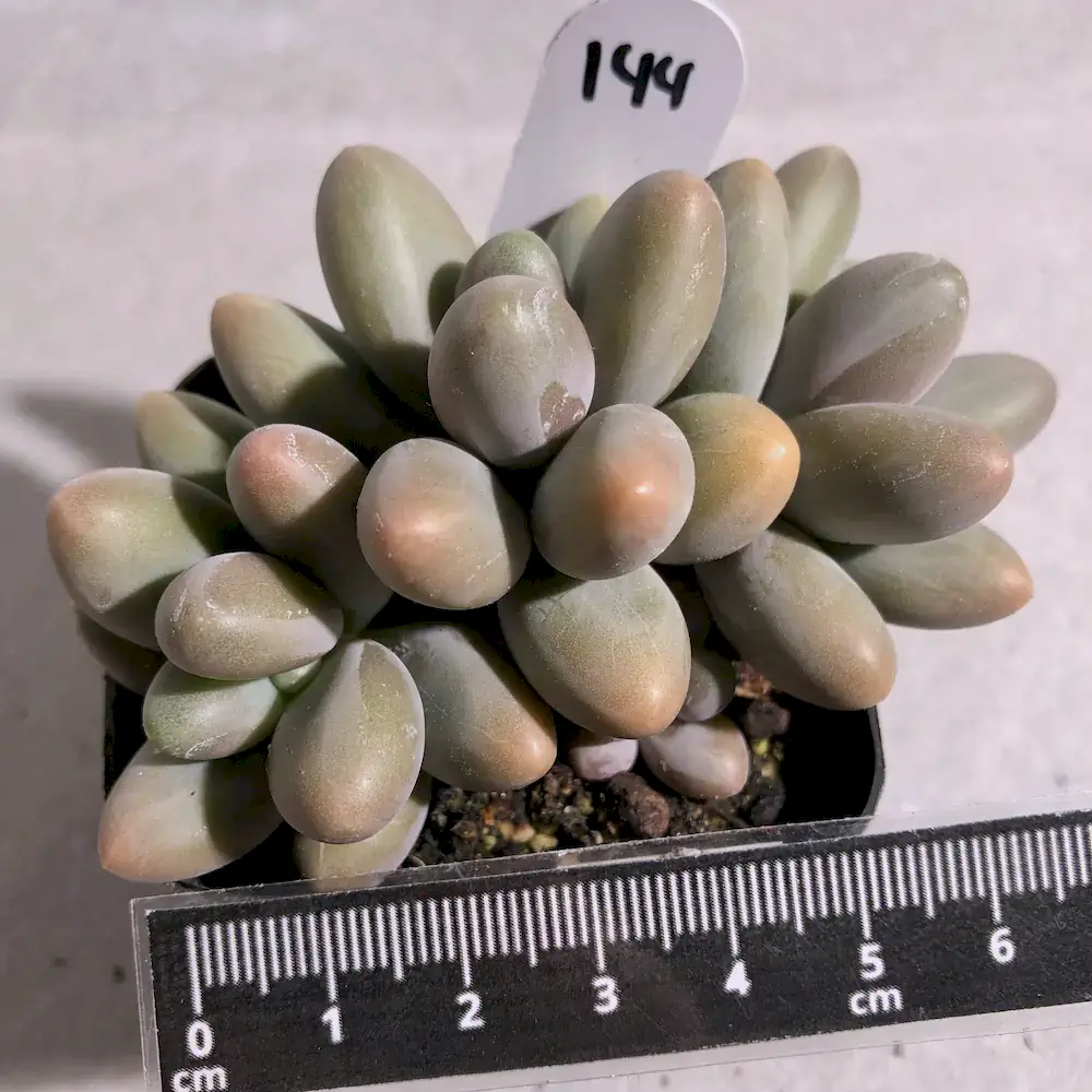 Pachyphytum Fittkaui Moran