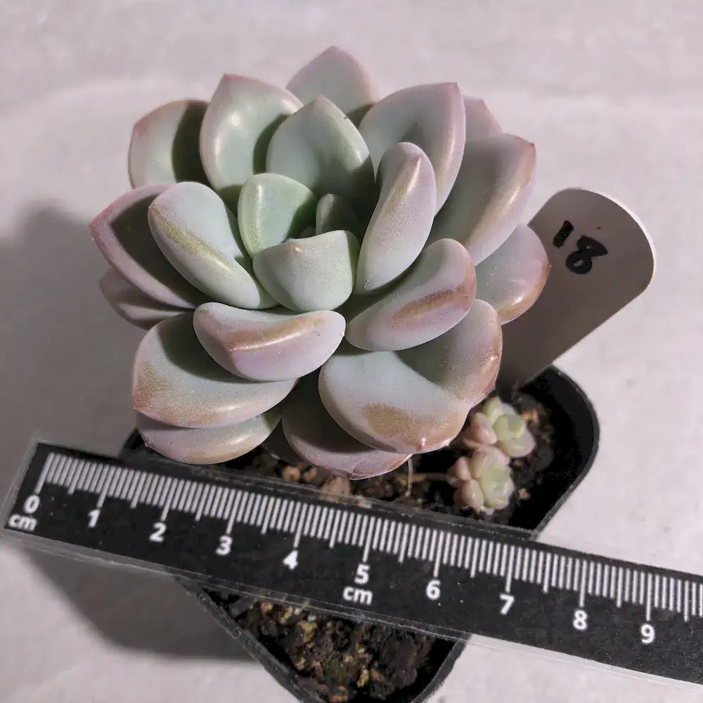 Graptoveria White Dew