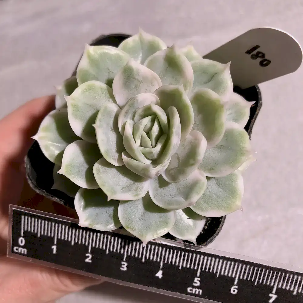 Echeveria Onslow Variegated
