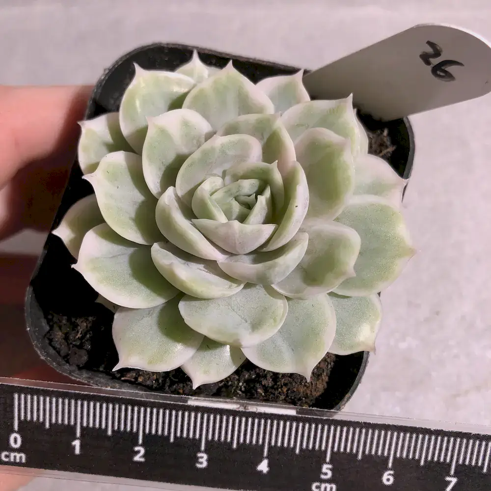 Echeveria Onslow Variegated