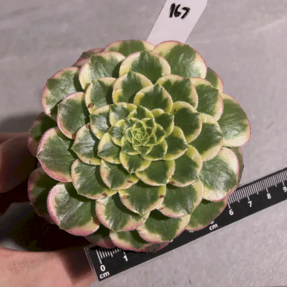 Aeonium Sp