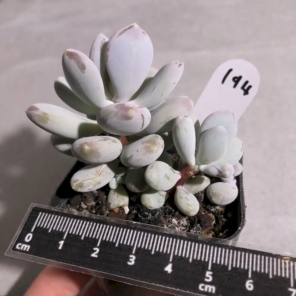 Pachyphytum Glutinicaule - Sticky Moonstones