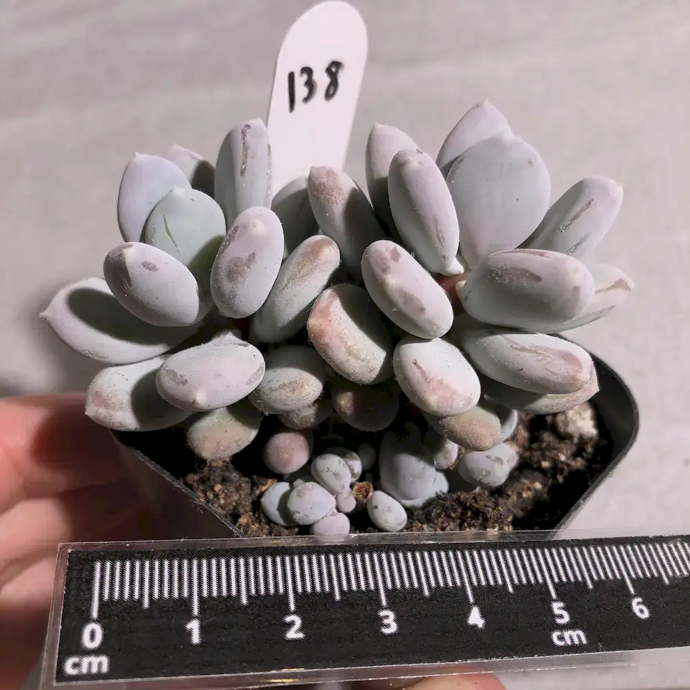 Pachyphytum Glutinicaule - Sticky Moonstones