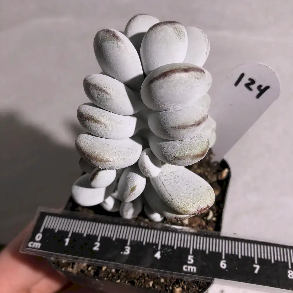 Cotyledon Orbiculata