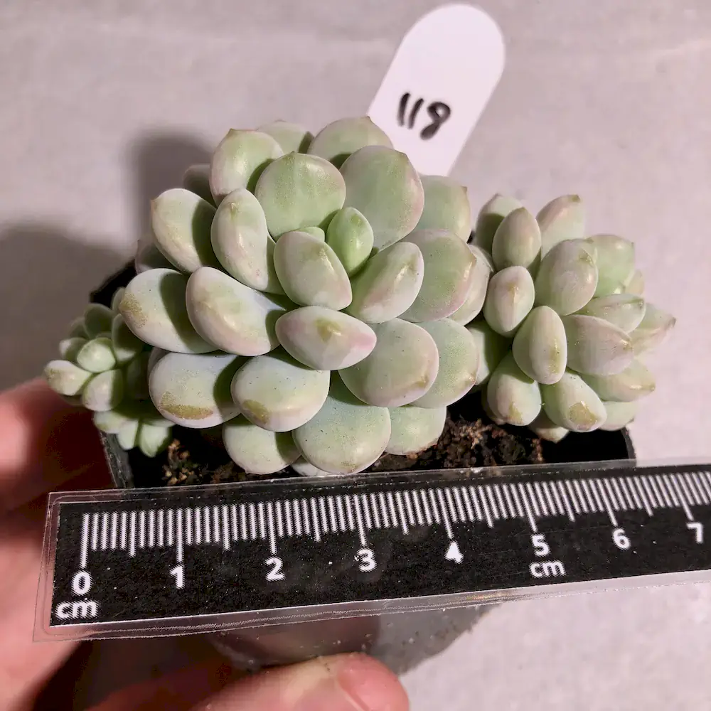 Echeveria Little Red Egg