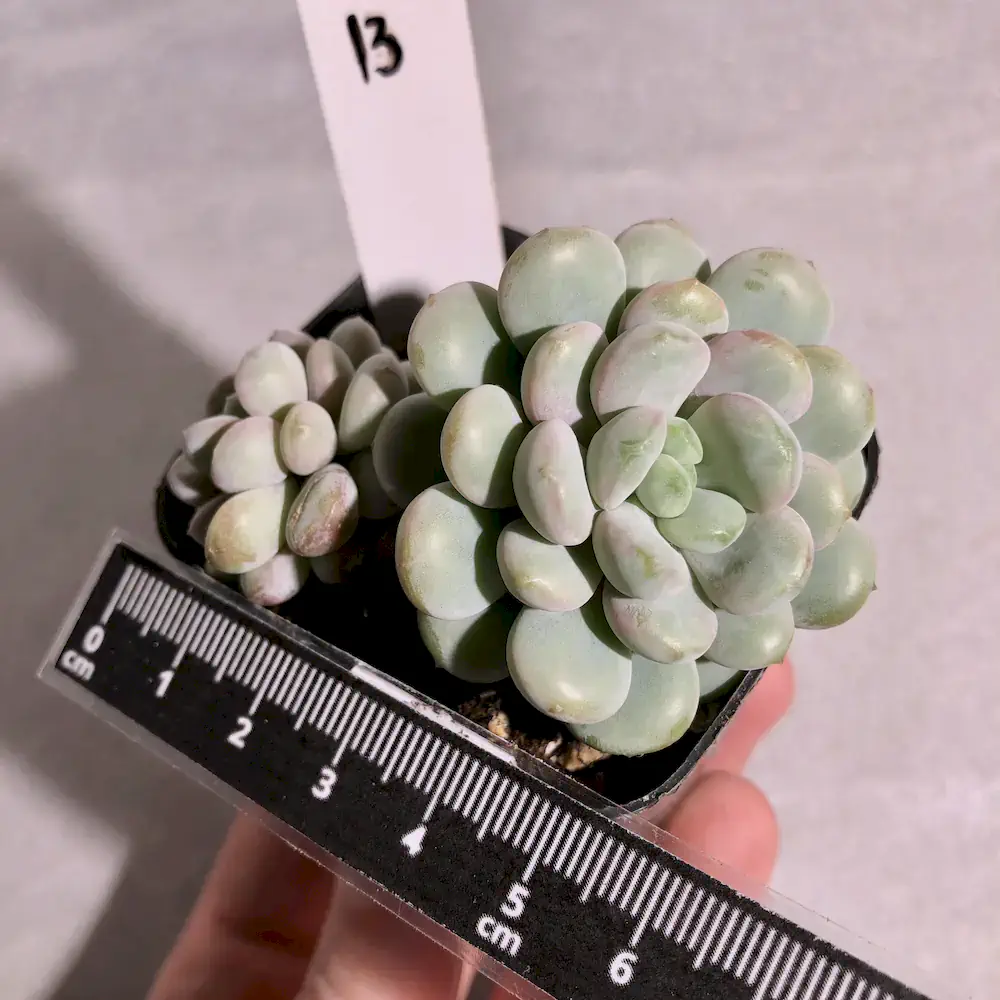 Echeveria Little Red Egg