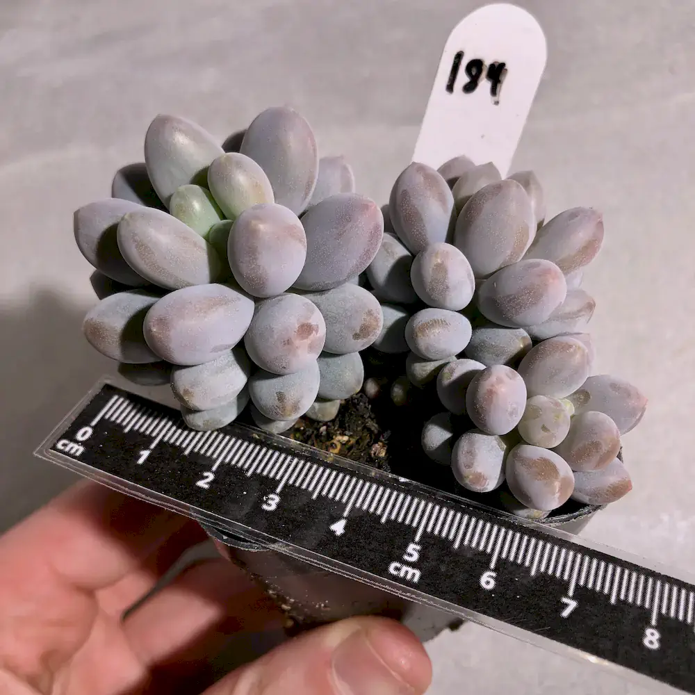 Pachyphytum Pink Lover