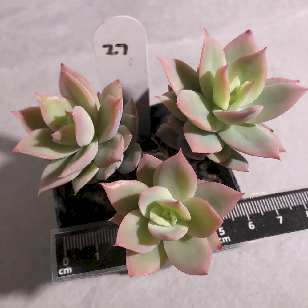 Echeveria Golden Glow
