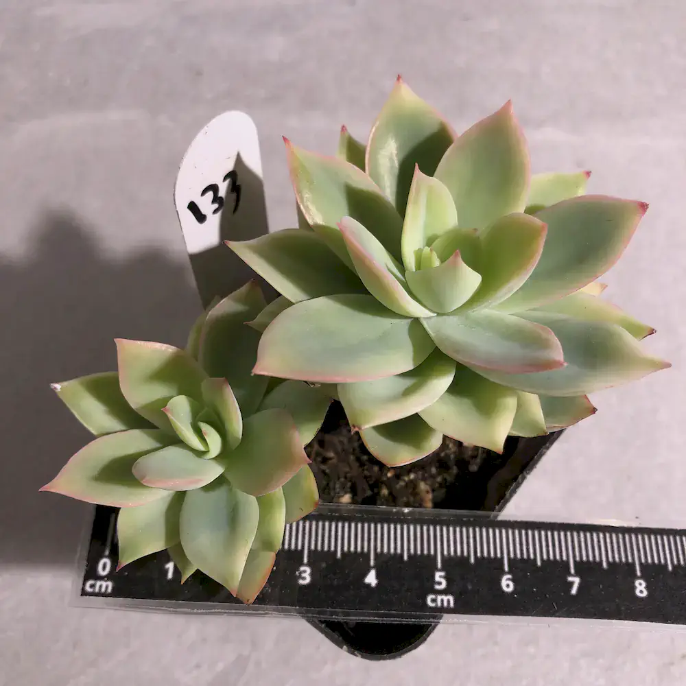Echeveria Golden Glow