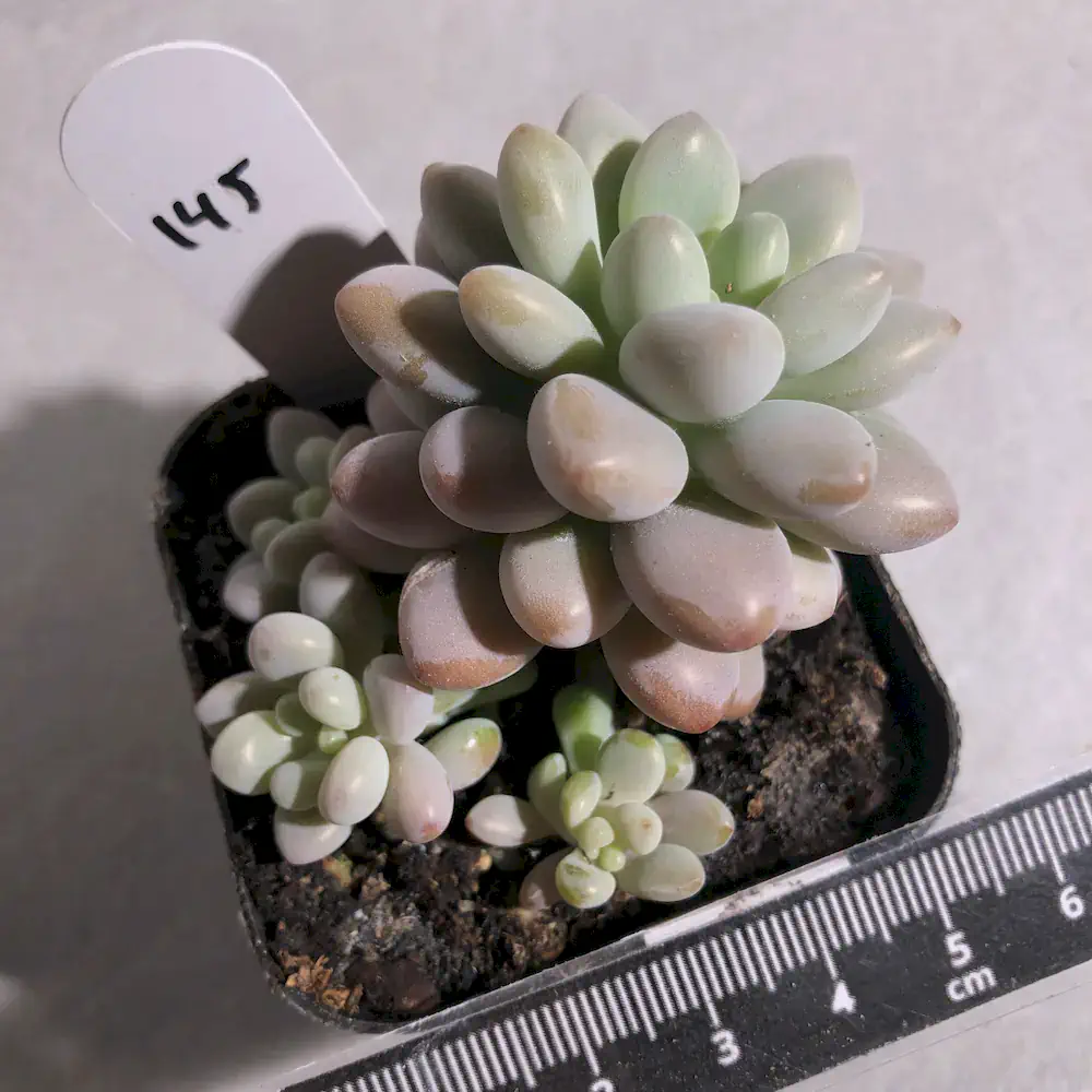 Pachyveria Daphne