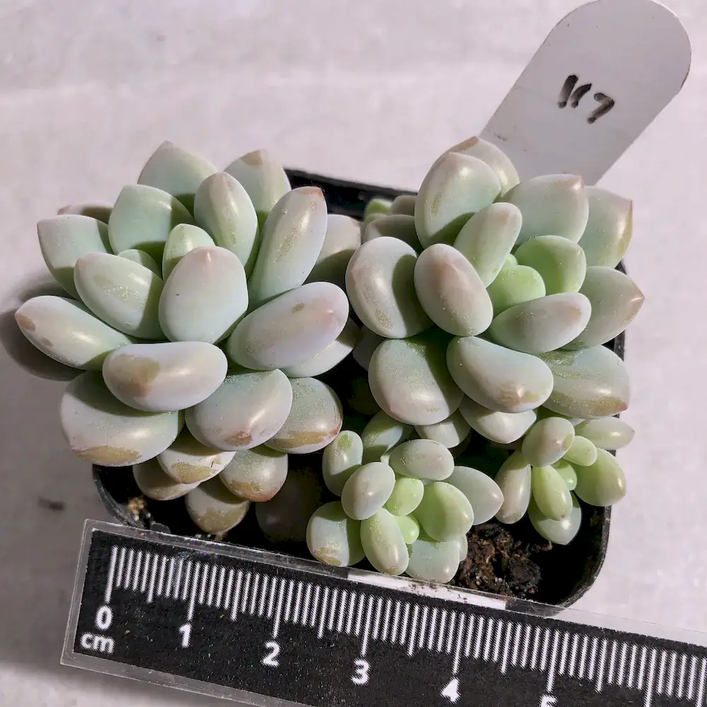 Pachyveria Rococo