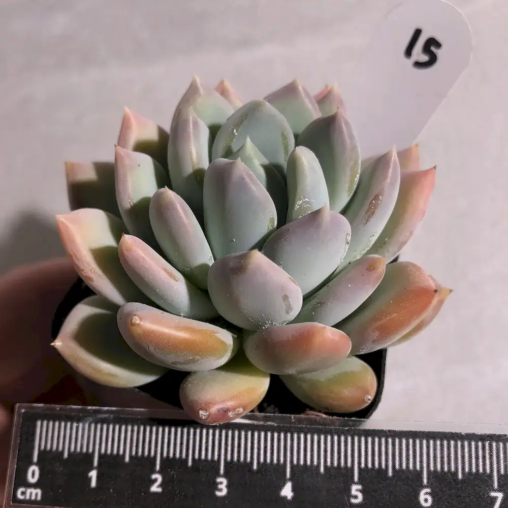 Echeveria Grosso
