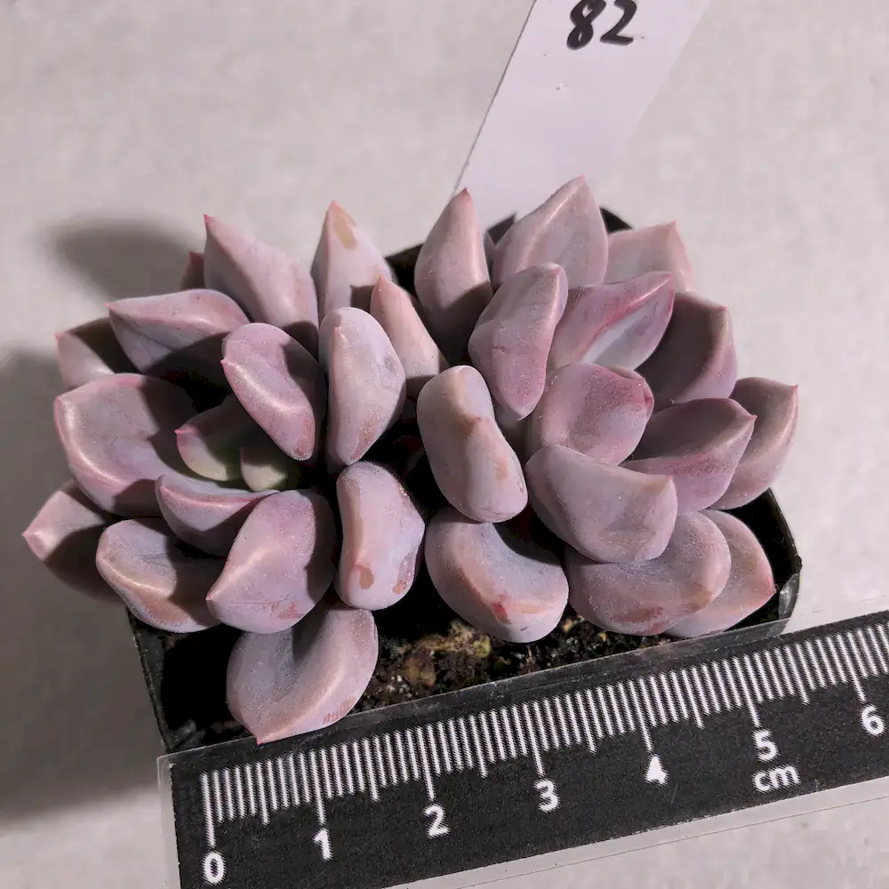 Graptoveria Topsy Debbi - Lilac Spoons
