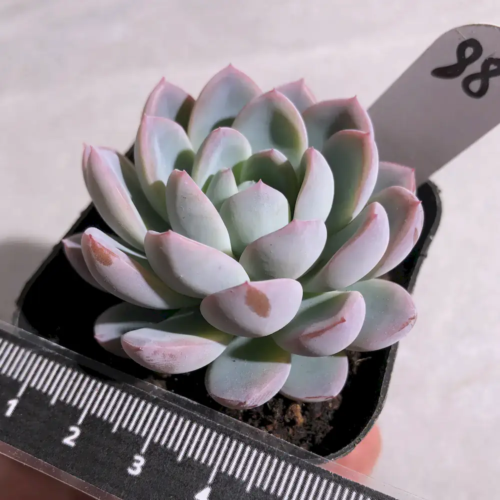 Echeveria Coral of Dreams