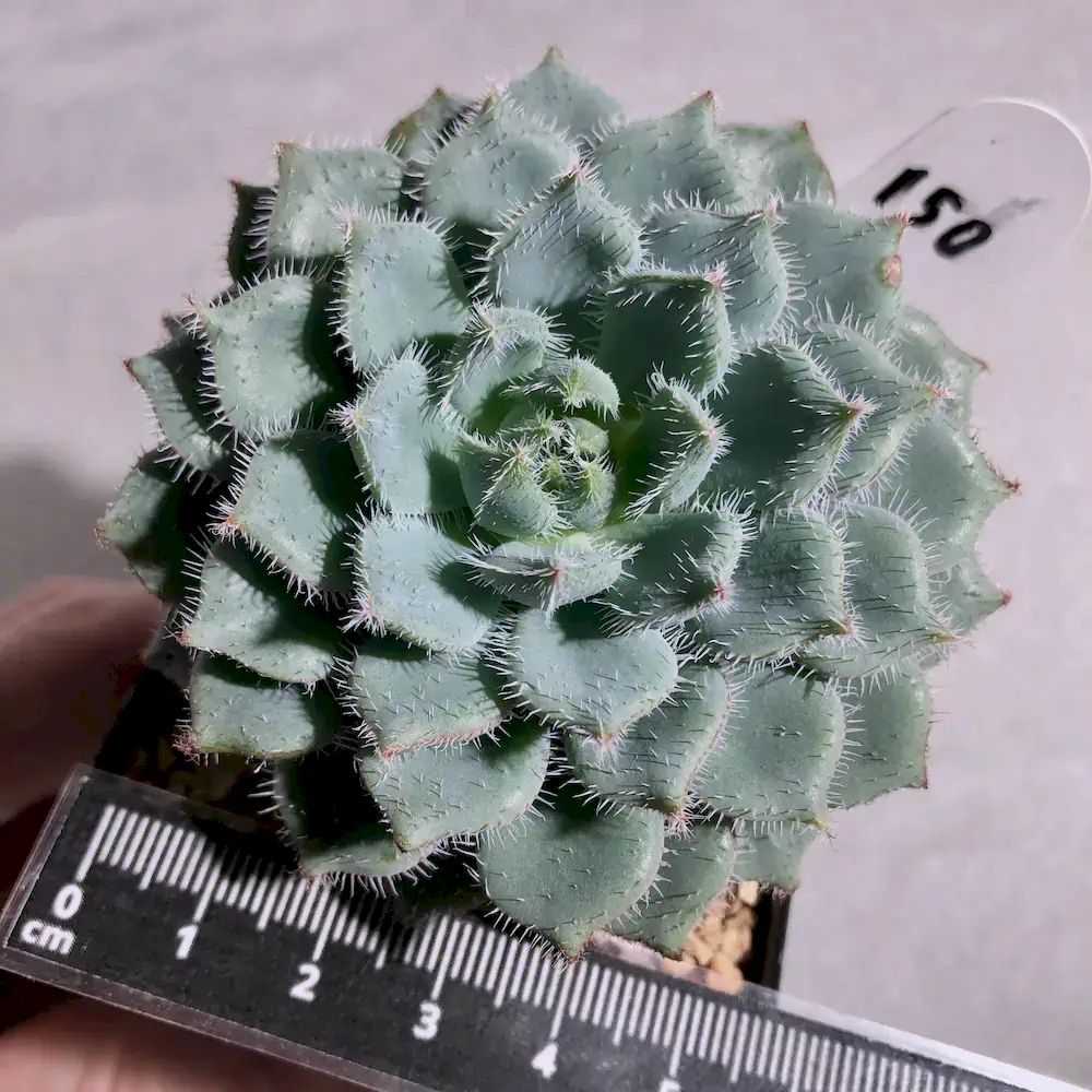 Echeveria Setosa var Minor