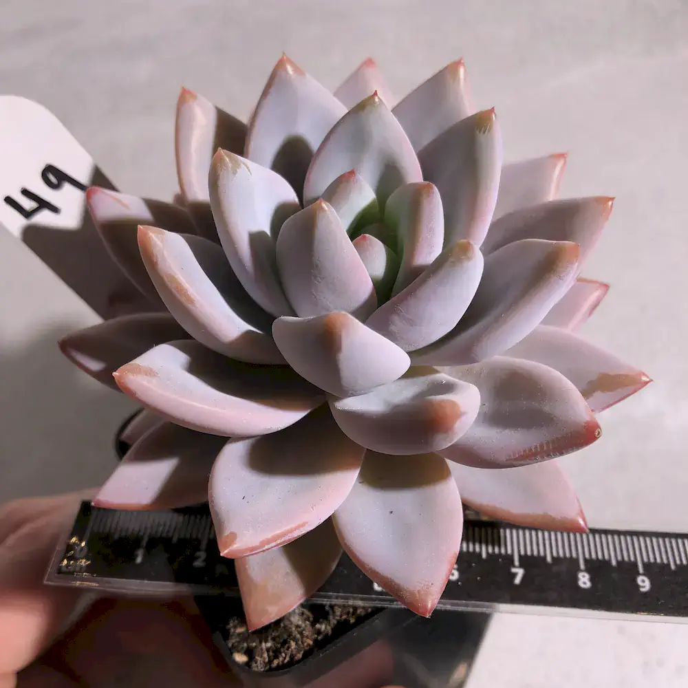 Echeveria Colorata Hybrid