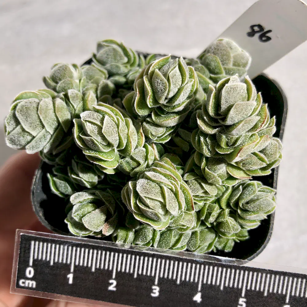 Crassula Pangolin