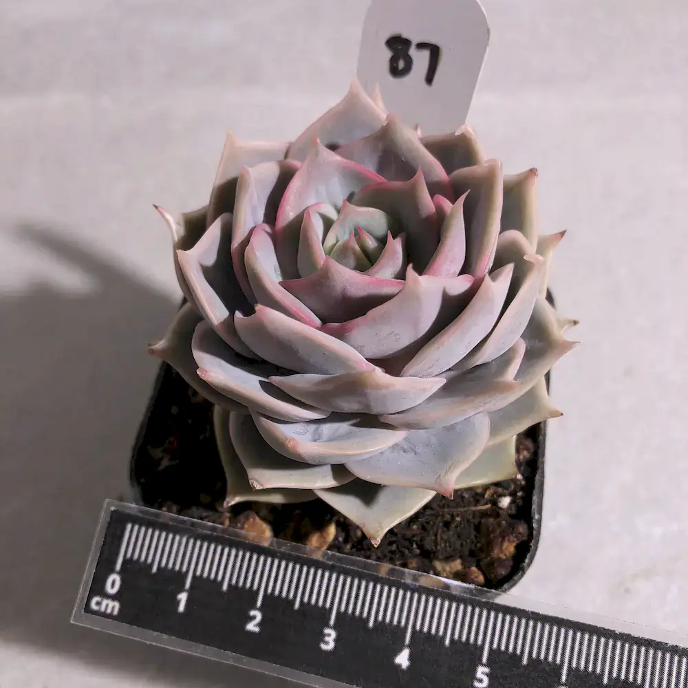 Echeveria Lotus
