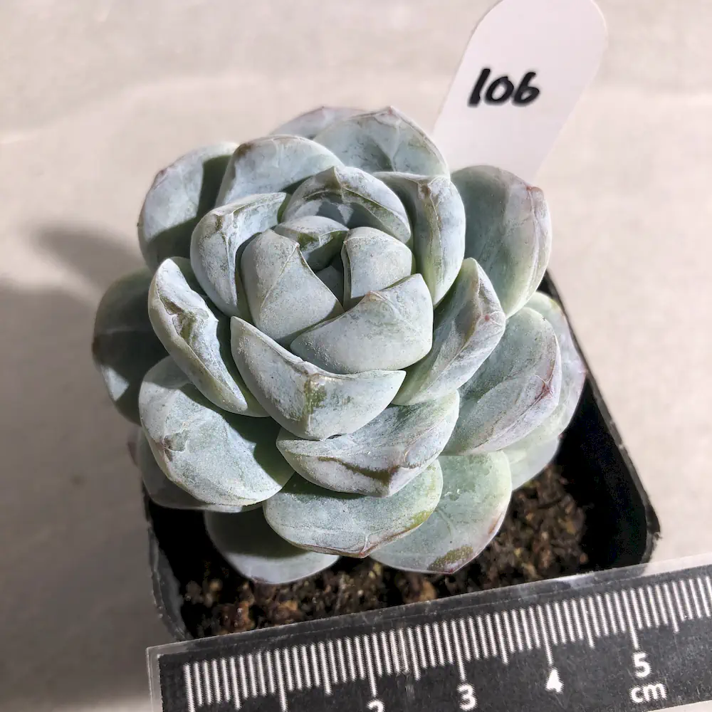 Echeveria Jade Butterfly