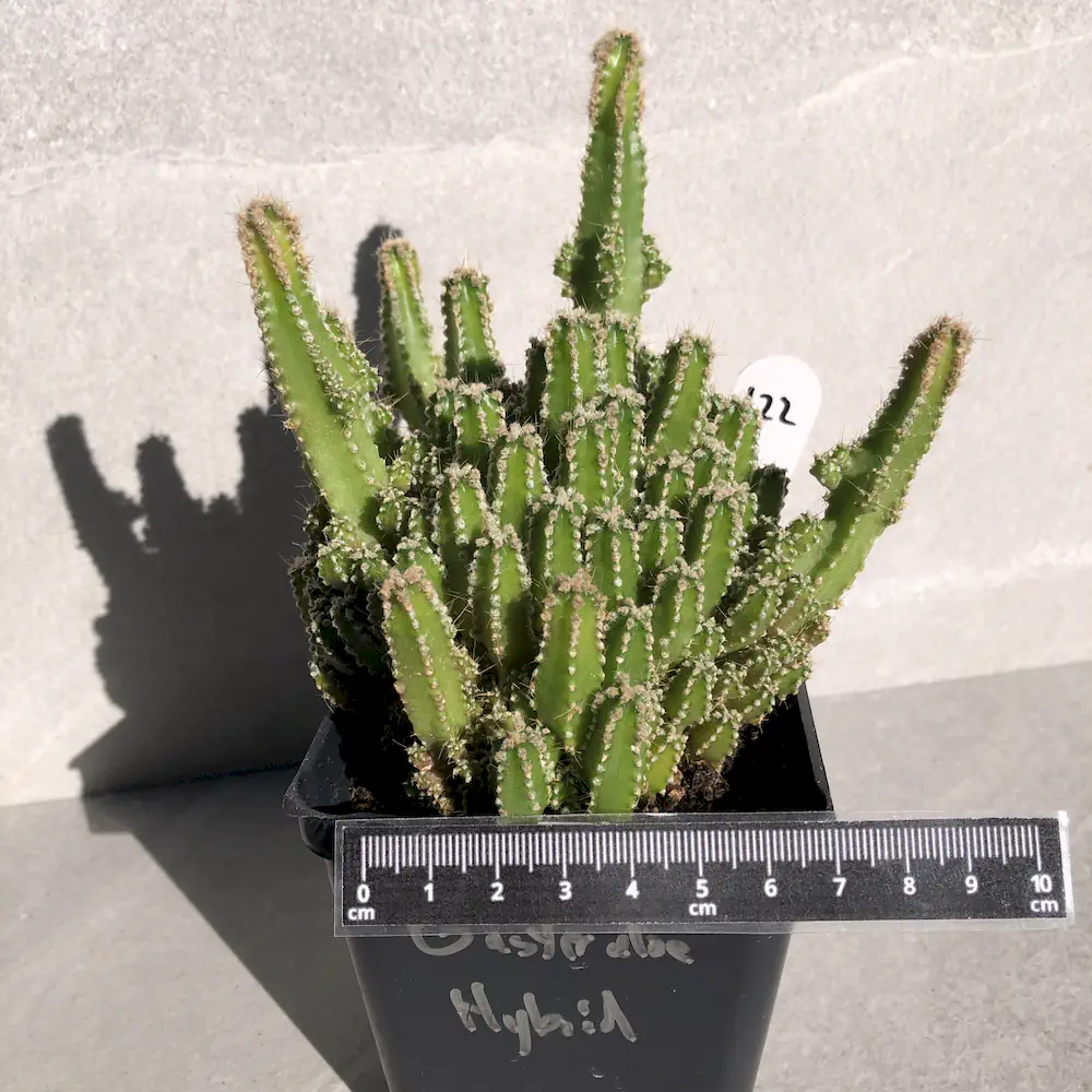 Acanthocereus Tetragonus - Fairy Castle Cactus