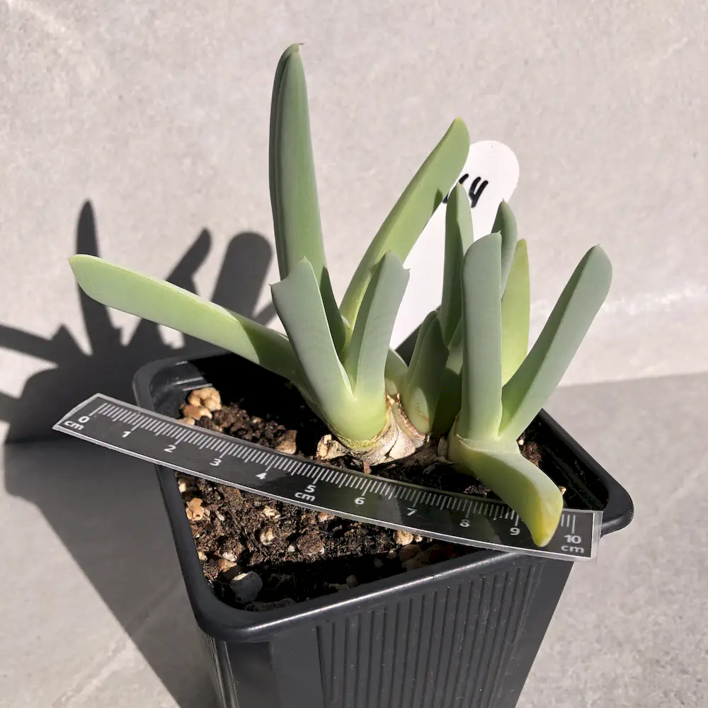Cheiridopsis Denticulata