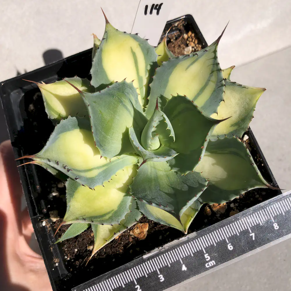 Agave Isthmensis 'Rum Runner'