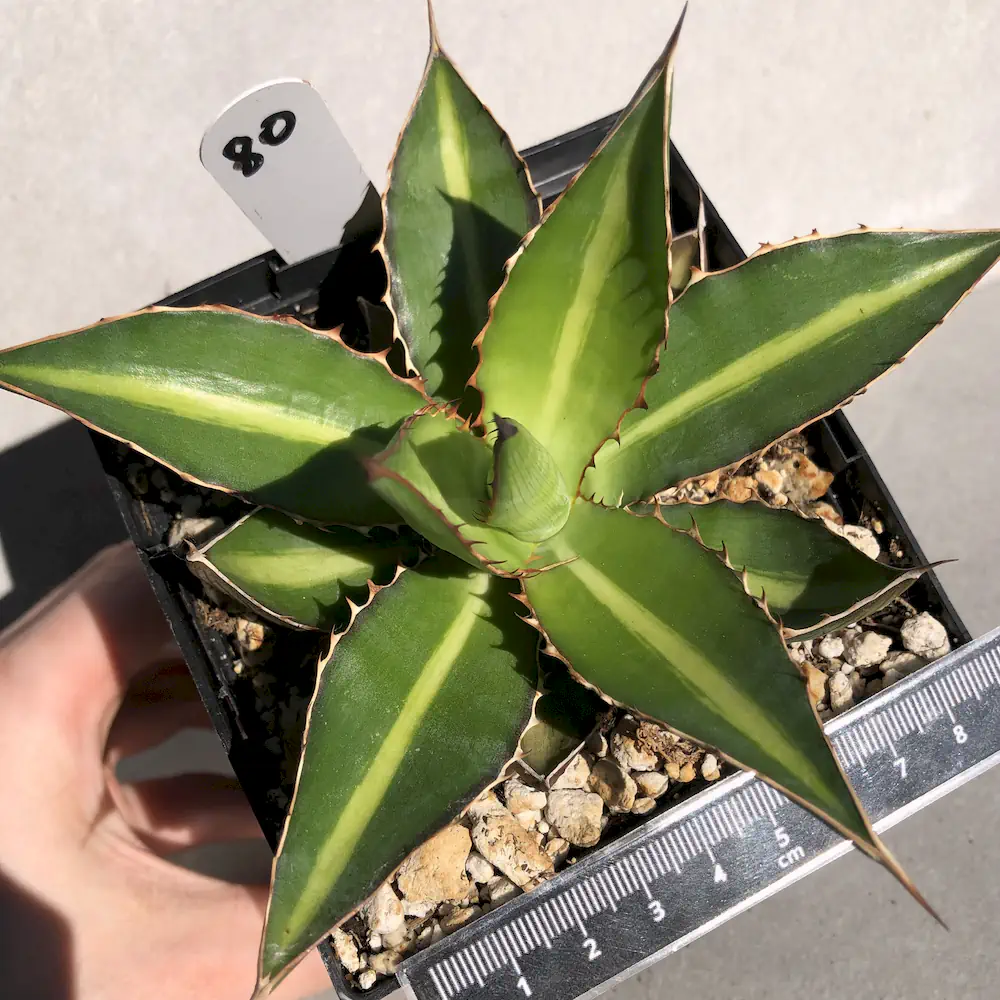 Agave Lophantha 'Splendida'