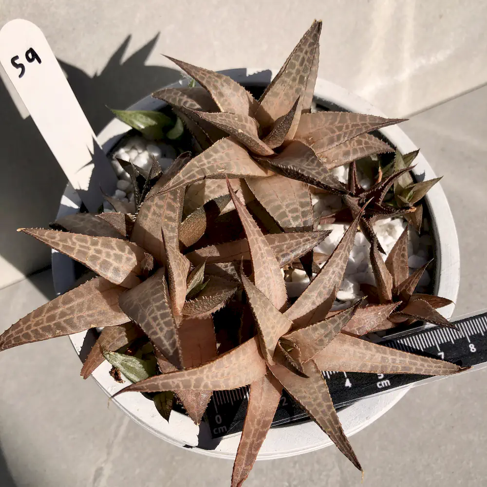Haworthiopsis Tessellata