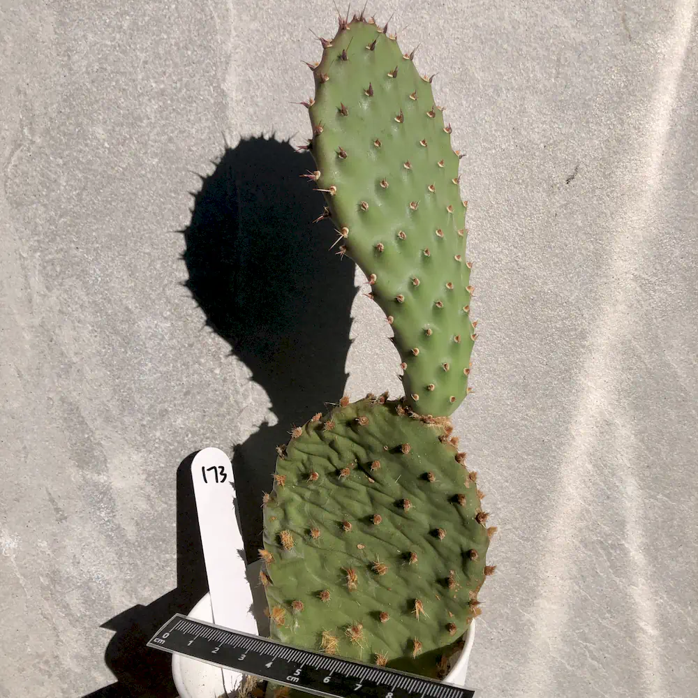 Opuntia Basilaris var Aurea (Very Cold Hardy - Fuschia Flowers)