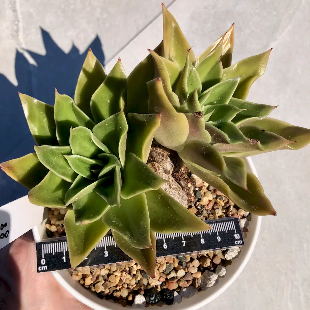Echeveria Mexicano