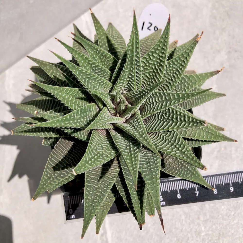 Haworthiopsis Limifolia Var. Striata