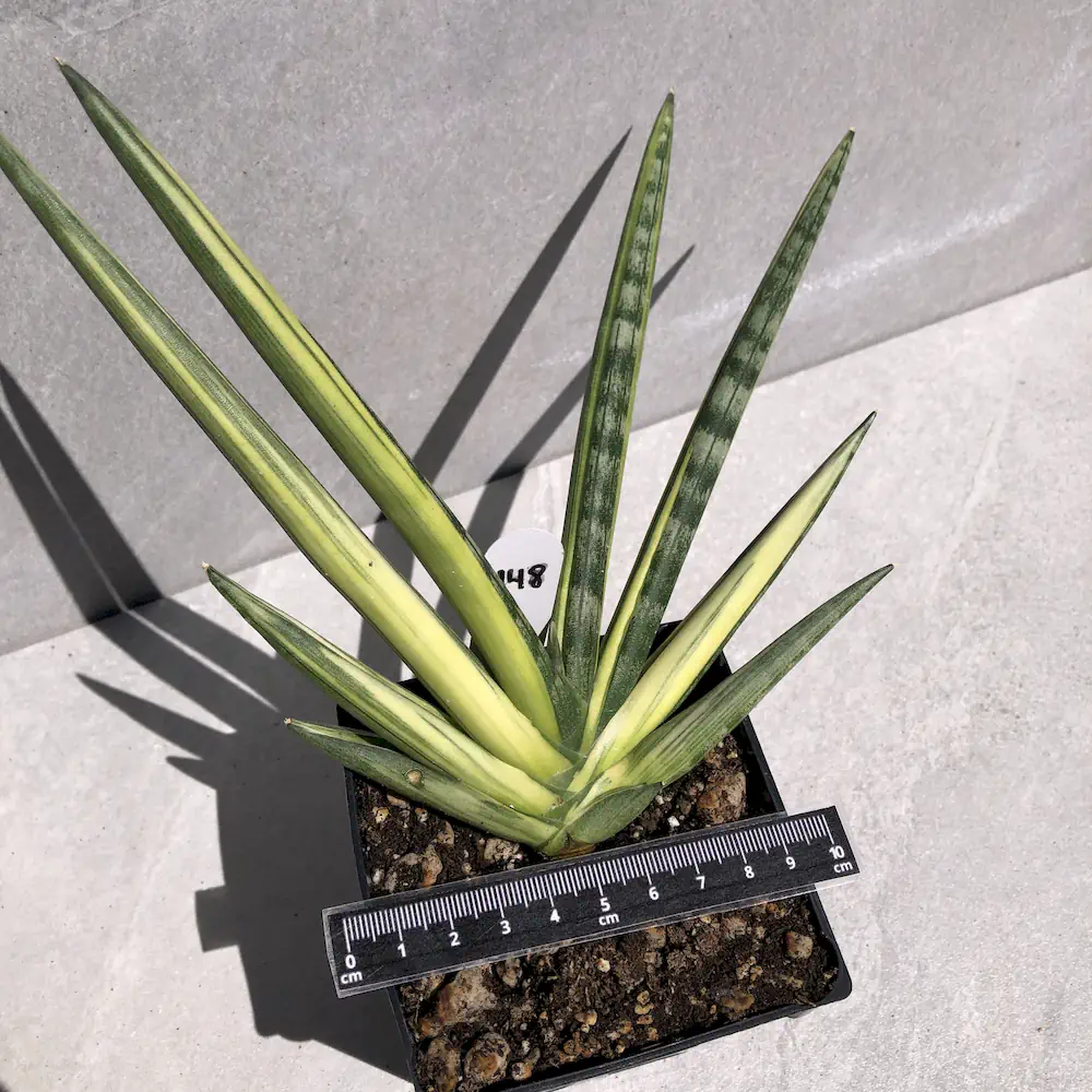 Sansevieria Cylindrica Variegated - African Spear